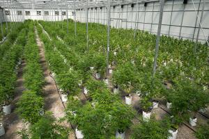 Medical Marijuana Grow House Near Albany, New York