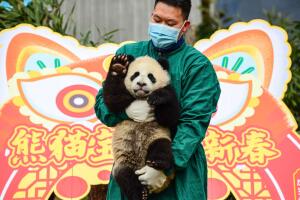 Cuidador de osos panda