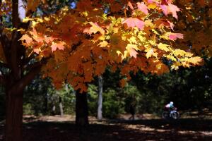 Los últimos rastros del otoño en NYC