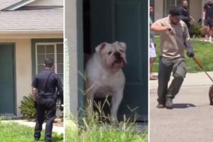 Luego del ataque oficiales y control animal acudieron a capturar a los perros que atacaron al hombre. 