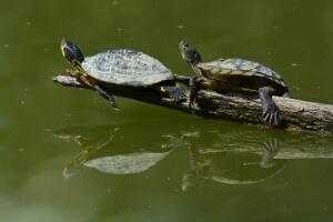 Tortuga de pantano.jpg