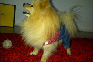 anahi perro6.jpg