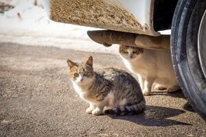 A cold winter day with snow two cats found shelter in the warmth under a car