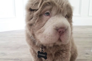 filhote-de-shar-pei-1.png