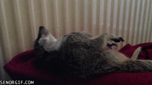 animal-alerta.gif