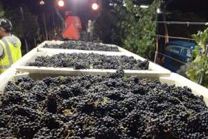 grape-harvest-sonoma.jpg