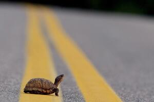 El hombre intentó rescatar una tortuga en plena autopista y fue atropellado por una camioneta.