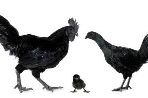 gallinas_ayam_cemani.jpg