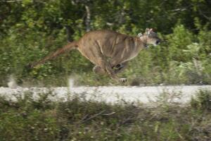 Las enfermedades, como la leucemia felina y una nueva afección que afecta sus patas traseras, suman nuevas amenazas para la supervivencia de los pumas de Florida.