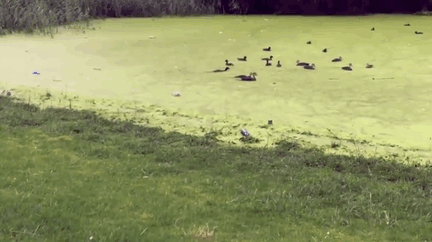 fails-de-animales.gif