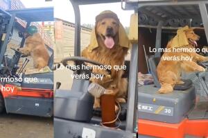 Se hace viral un perrito que maneja un montacargas