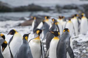 King Penguin Fight