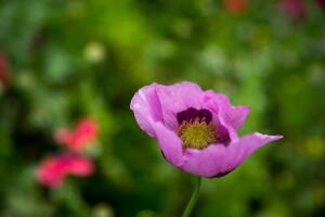 Pese a los perjuicios que provoca su cultivo, la flor de la amapola sigue deslumbrando por su belleza y colorido. 