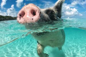 La isla de los cerdos