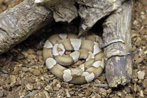 Copperhead Snake