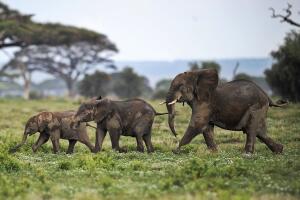 KENYA-ELEPHANTS-POACHING