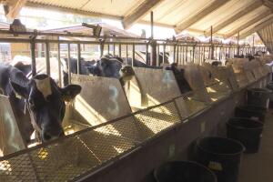 Cattle Emissions Seaweed