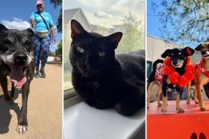 ayuda mascotas perro gato recursos gratis bajo costo condado travis austin texas