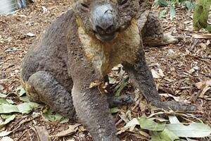 Australia Wildfires Endangered Creatures