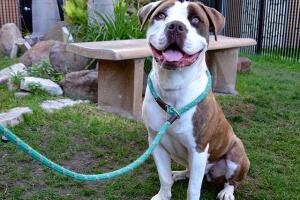 Mascotas adopcion.jpg