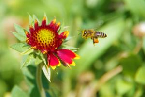 Vistazo a las flores silvestres que adornan la primavera texana