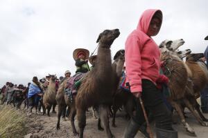 Ecuador Llama Races
