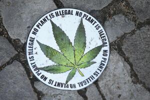 cannabis-regulacion2.jpg