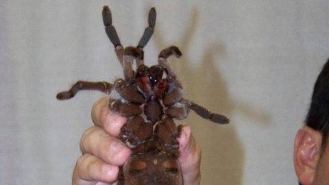 La Tarantula Goliath No Apto Para Aracnofobicos Explora Univision La Tarantula Goliath No Apto Para Aracnofobicos Explora Univision