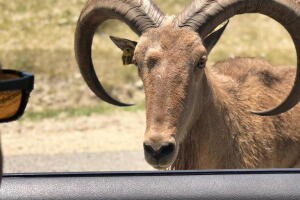 FOSSIL RIM 5.jpeg