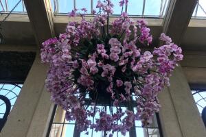 Orquídeas Longwood gardens 15