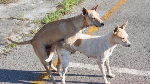 Se Puede Separar Los Perros Que Quedan Pegados Despues De Aparearse Explora Univision Se Puede Separar Los Perros Que Quedan Pegados Despues De Aparearse Explora Univision
