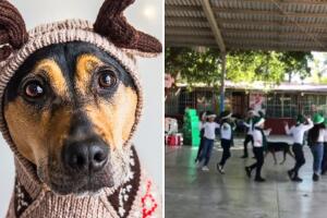 Perrito se cuela en coreografía escolar y divierte a TikTok: “lo poseyó el espíritu navideño”