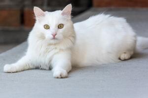 Gato blanco