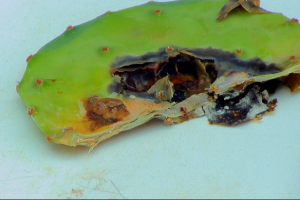 Las palomillas de nopal se alimentan de los 'pads' del cactus. 