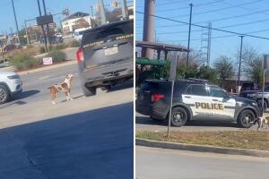 perro abandonado San Antonio arresto policía investigación protocolo mascotas patrulla viral Texas bienestar animal