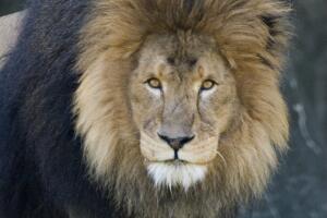 León Jonathan