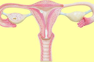 utero_2.jpg