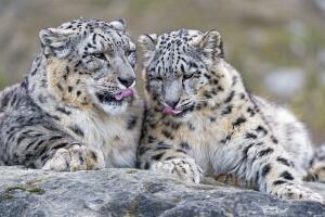 Leopardos de nieve