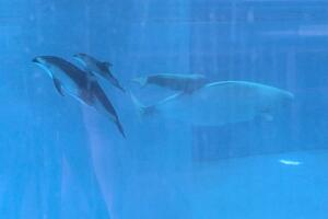 cría ballena beluga delfín nacen SeaWorld San Antonio Texas