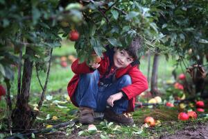 Celebrate National Apple Day At Gore Farm With Sainsbury's