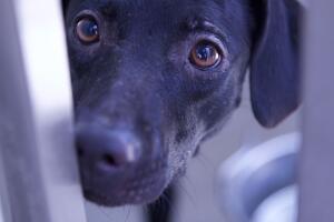 Caso de maltrato animal en Corona, California