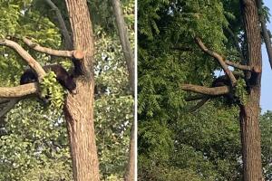 OK-oso-policia DC.jpg