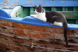 gato_en_barco.jpg