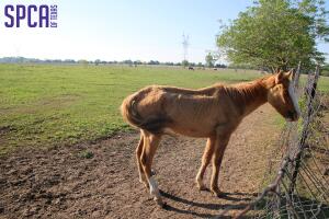 SPCA crueldad animal Texas