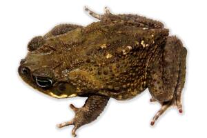 sapo bufo.jpg