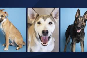 Refugios de animales en Arizona reportan estar saturados tras las celebraciones del 4 de Julio