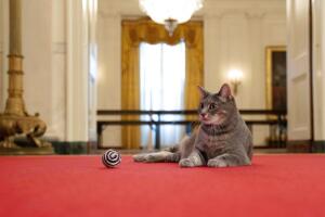 Biden New Cat