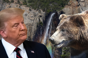 trump-yosemite-bear.png