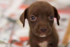 Caso de maltrato animal en Corona, California