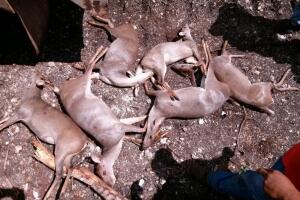 Imagen del expediente de Profepa sobre daño a fauna en terrenos de Enerall.jpeg
